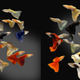 Illustration for article titled Answer quickly: are there more fish on the left or right side of this image?